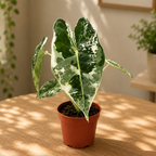 Alocasia micholitziana ‘Frydek Variegata’ – tropikalna elegancja w szmaragdowej zieleni i kremowo-białym kolorze