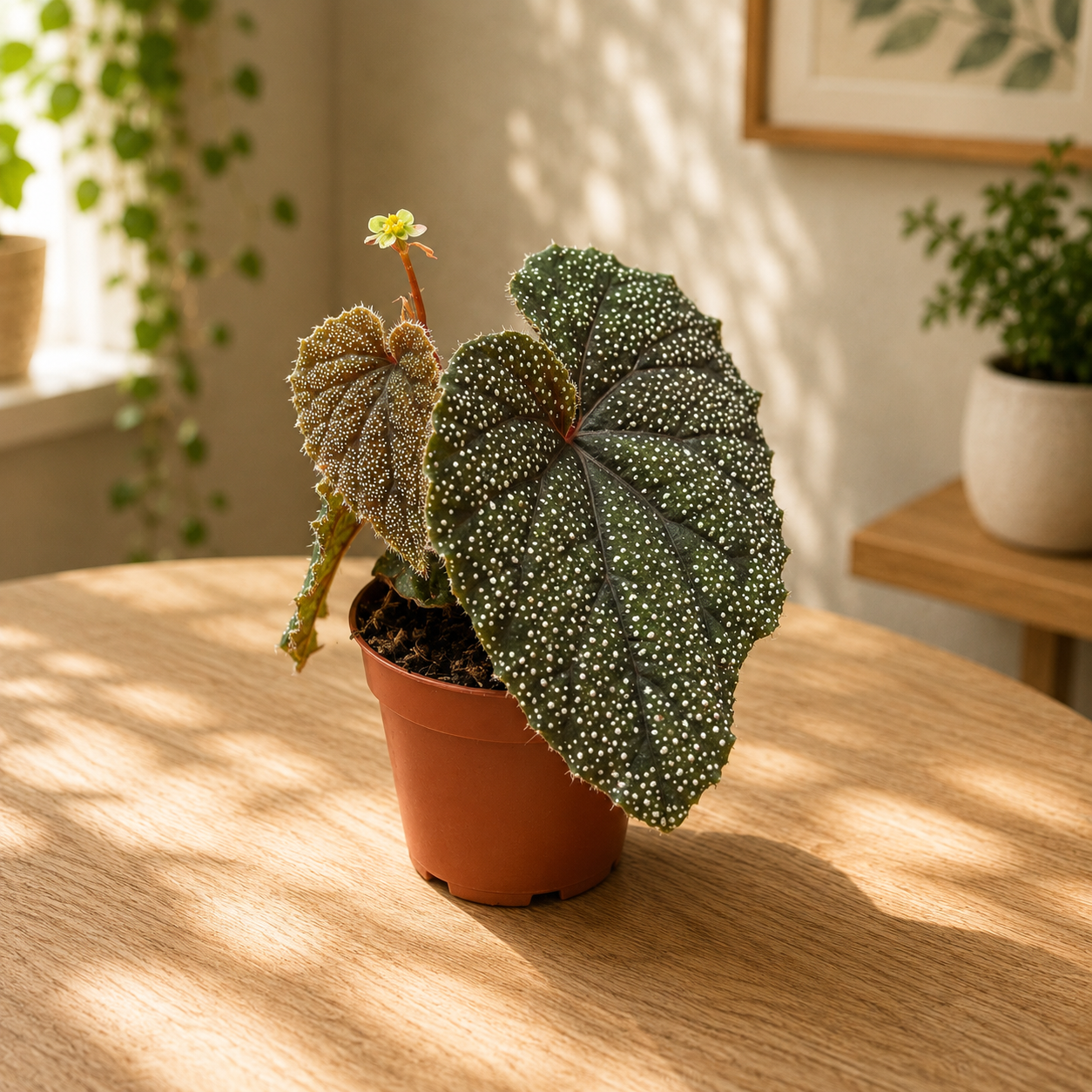 Begonia curtisii 'Galaxy'