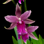 Miltonia Honolulu Warne's Best - voňavé kvety, vyvinuté exempláre