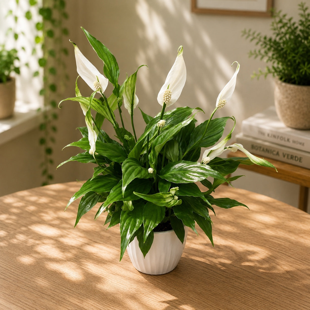 Spathiphyllum – peace lily, plant with repeated flowering and air-purifying properties