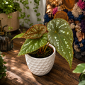 Begonia sp. Pandora