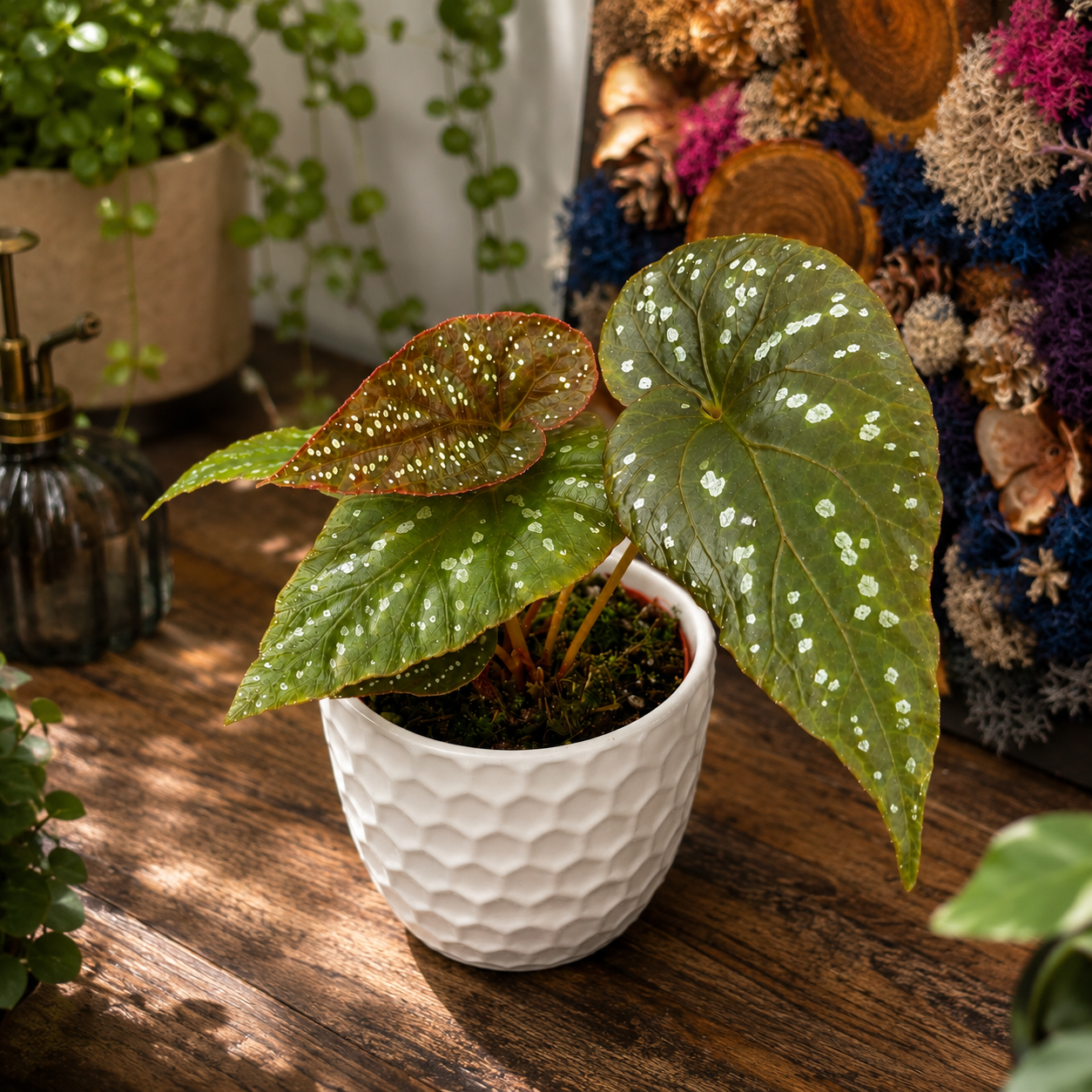 Begonia sp. Pandora