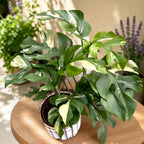 Monstera minima 'Variegata' - unicat