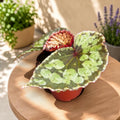 Begonia 'Umbrella' hybrid
