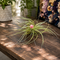 Tillandsia ‘Cotton Candy’ – spectacular air plant with pink-lavender inflorescence
