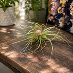 Tillandsia ‘Cotton Candy’ – spectacular air plant with pink-lavender inflorescence