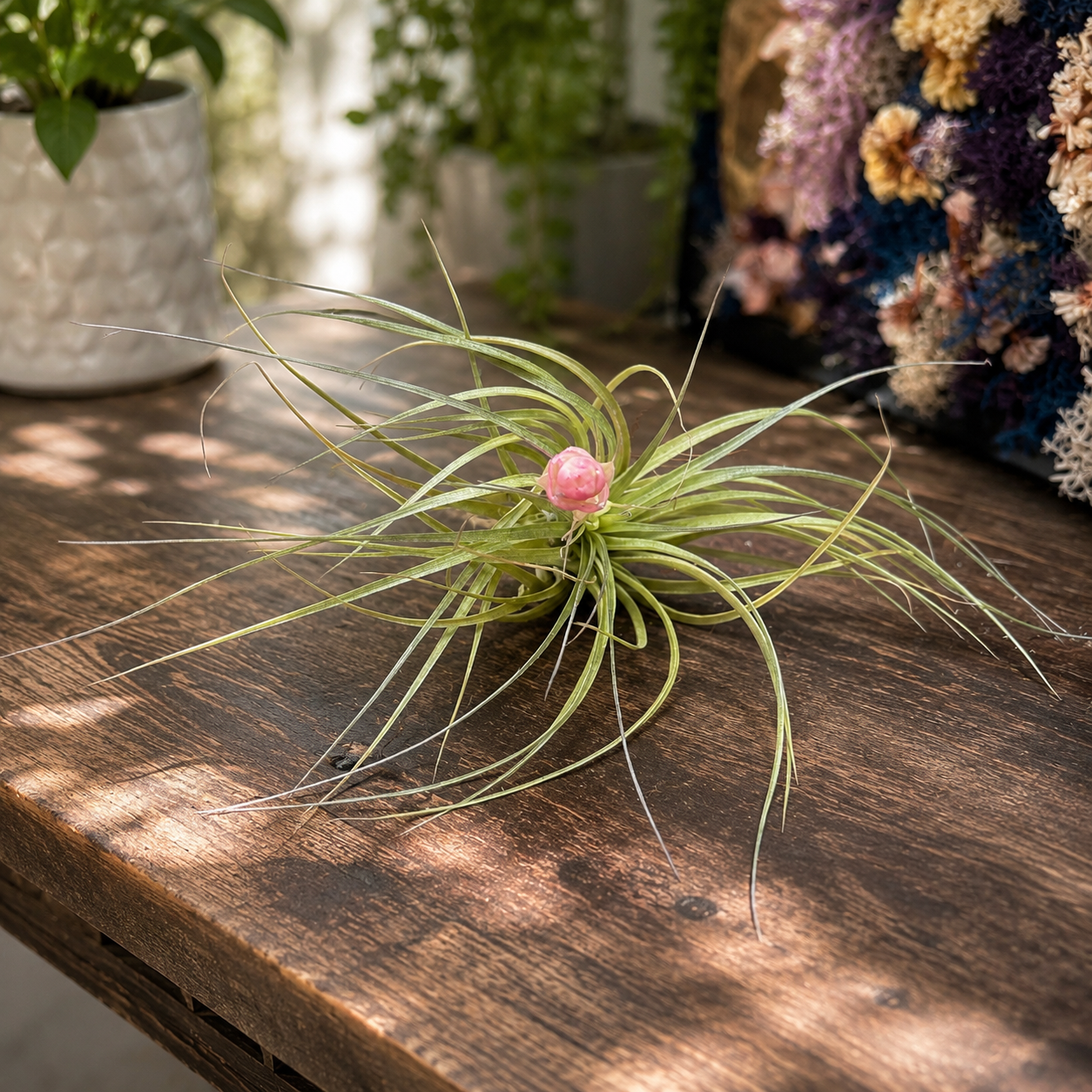 Tillandsia ‘Cotton Candy’ – spektakuläre Luftpflanze mit rosa-lavendelfarbener Blüte