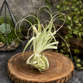 Tillandsia gardineri – planta de aire con aspecto plateado, elegante y minimalista