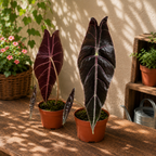 Alocasia longiloba 'Purple' - alocasie cu frunze catifelate si revers violet intens