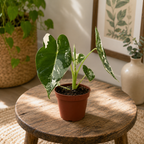 Alocasia micholitziana ‘Frydek Variegata’ – tropikalna elegancja w szmaragdowej zieleni i kremowo-białym kolorze