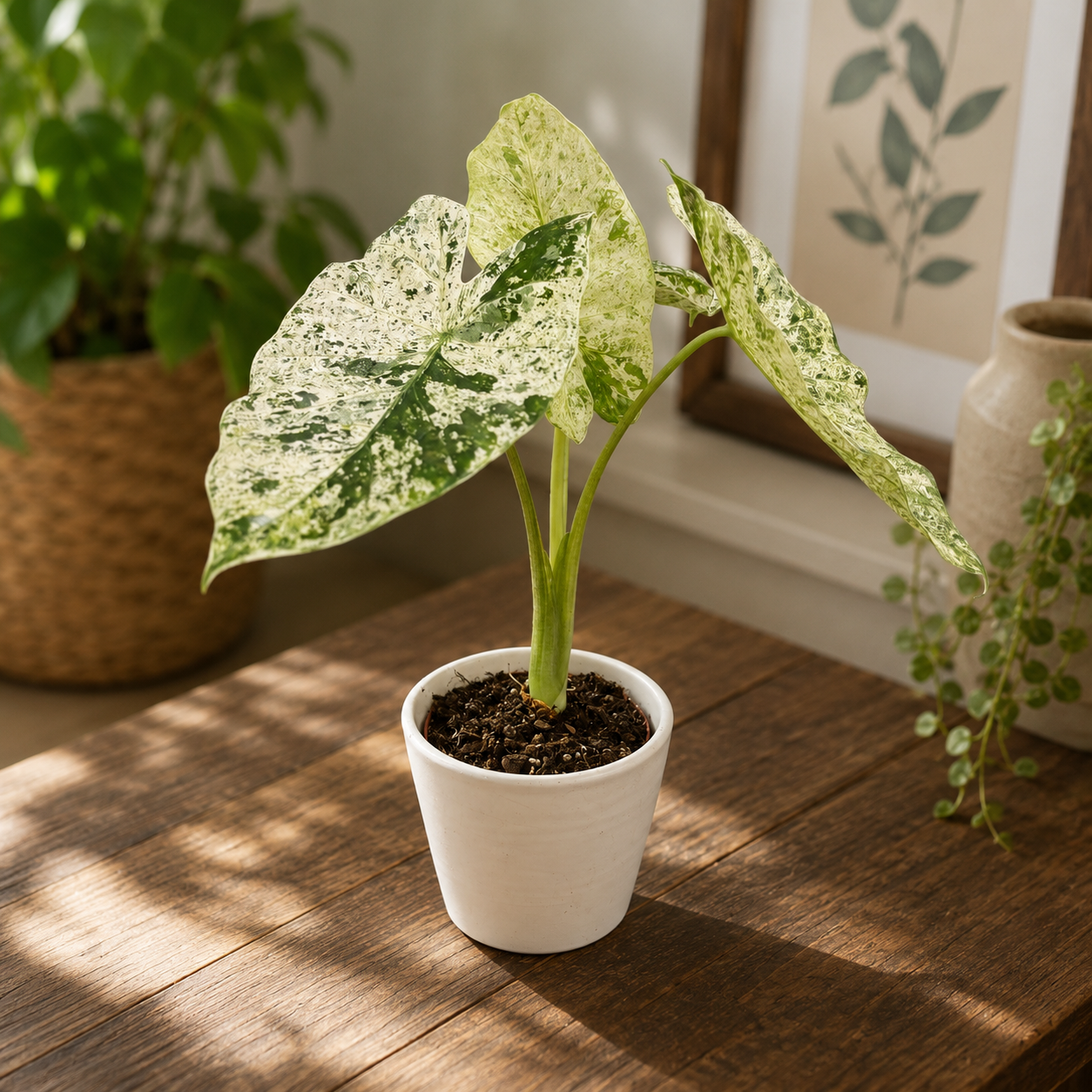 Alocasia odora 'Variegata-Batik'