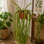 Rhipsalis paradoxa - exemplare XL