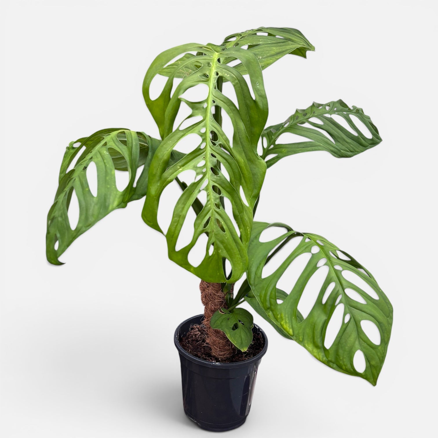 Monstera esqueleto - monstera rara cu frunze uriase si perforatii spectaculoase