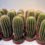 Echinocereus reichenbachii - cactus rezistent cu inflorire spectaculoasa