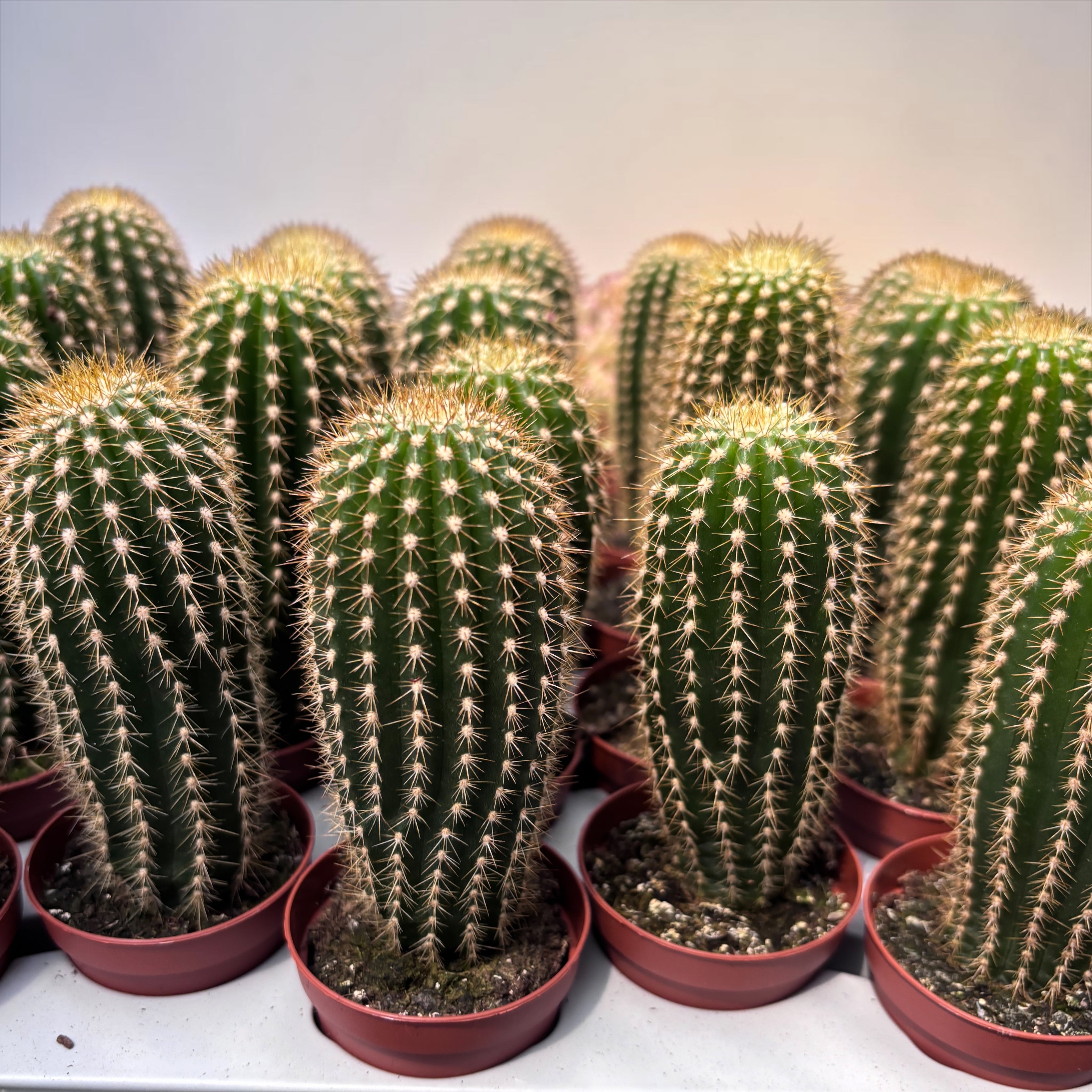 Echinocereus reichenbachii - cactus rezistent cu inflorire spectaculoasa