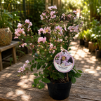 Lagerstroemia indica 'With Love Babe' ('Milaperl') - Indiase sering