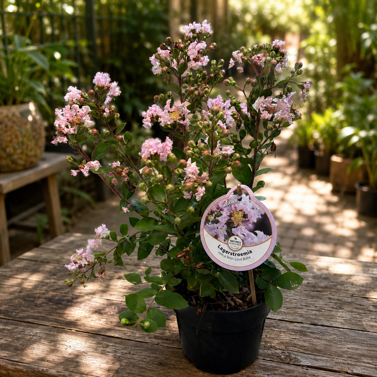 Lagerstroemia indica 'With Love Babe' ('Milaperl') - Indiase sering