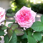 Mini vrtnice Rosa ‘Esmeralda’ (Kordana Grande) - velike rožnate cvetove