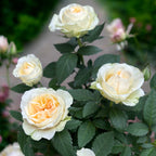 Pritlikavi vrtnici Rosa ‘Grande Pearl’ (Kordana Grande) - velike bele rože