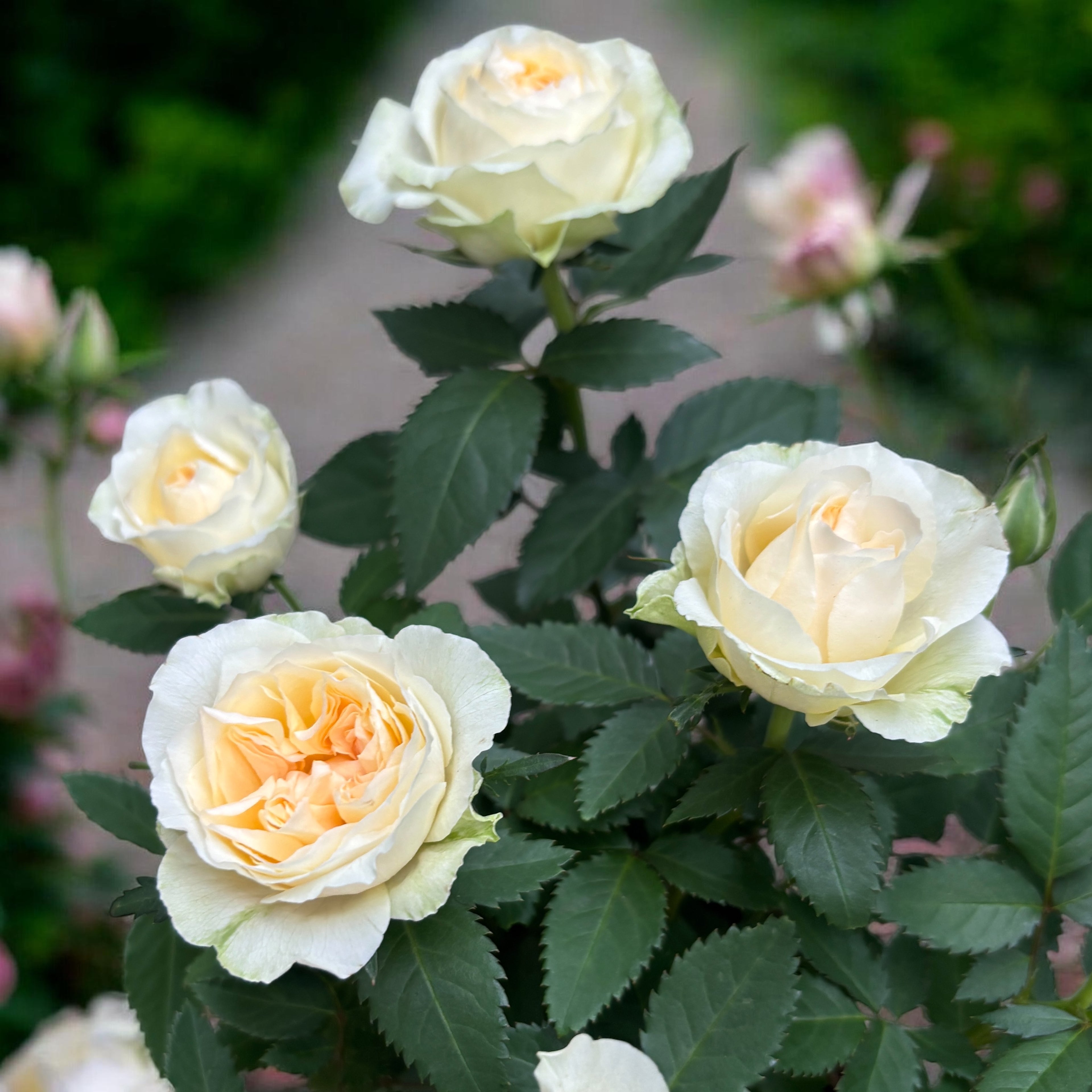 Pritlikavi vrtnici Rosa ‘Grande Pearl’ (Kordana Grande) - velike bele rože