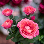 Rosa Kordana® Grande ‘Magma’ – pritlikavi vrtnica z osupljivimi dvobarvnimi cvetovi
