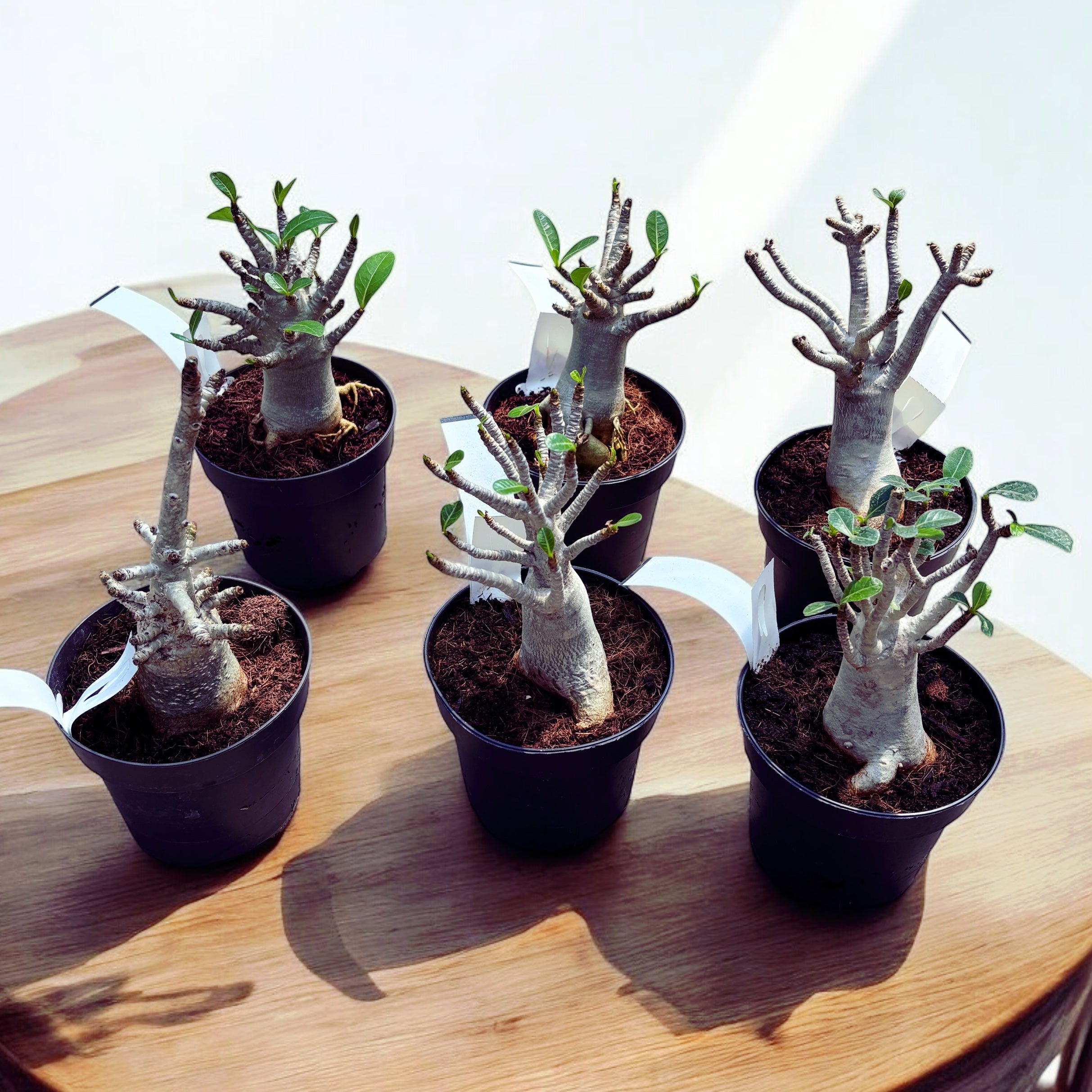 Adenium arabicum 'Baobab' D12