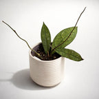 Hoya clemensiorum sp. Sumatra