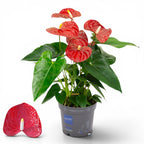 Anthurium ‘Karma Red'