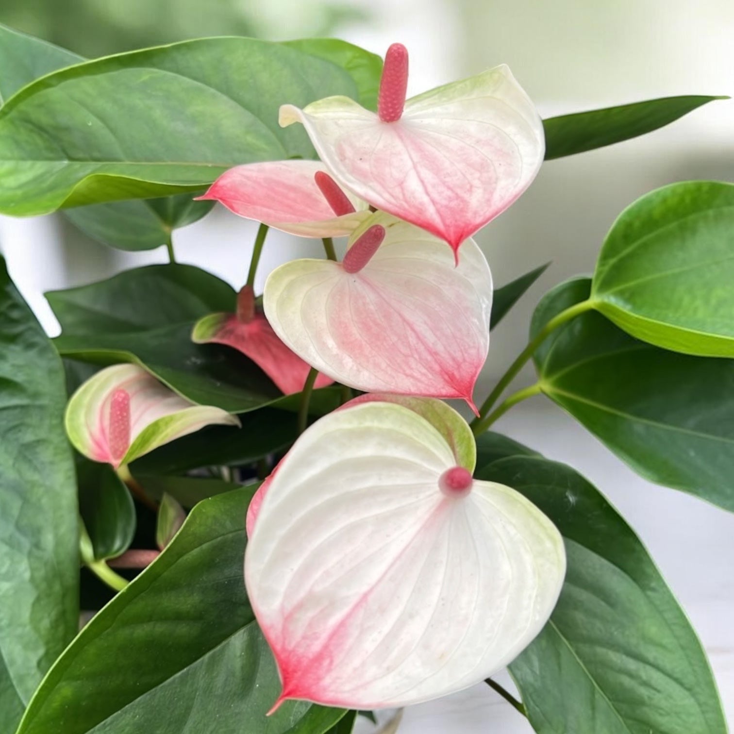 Anthurium 'Karma Lipa Pink '