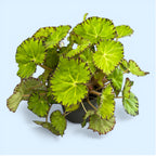 Begonia Lima Rakkaus