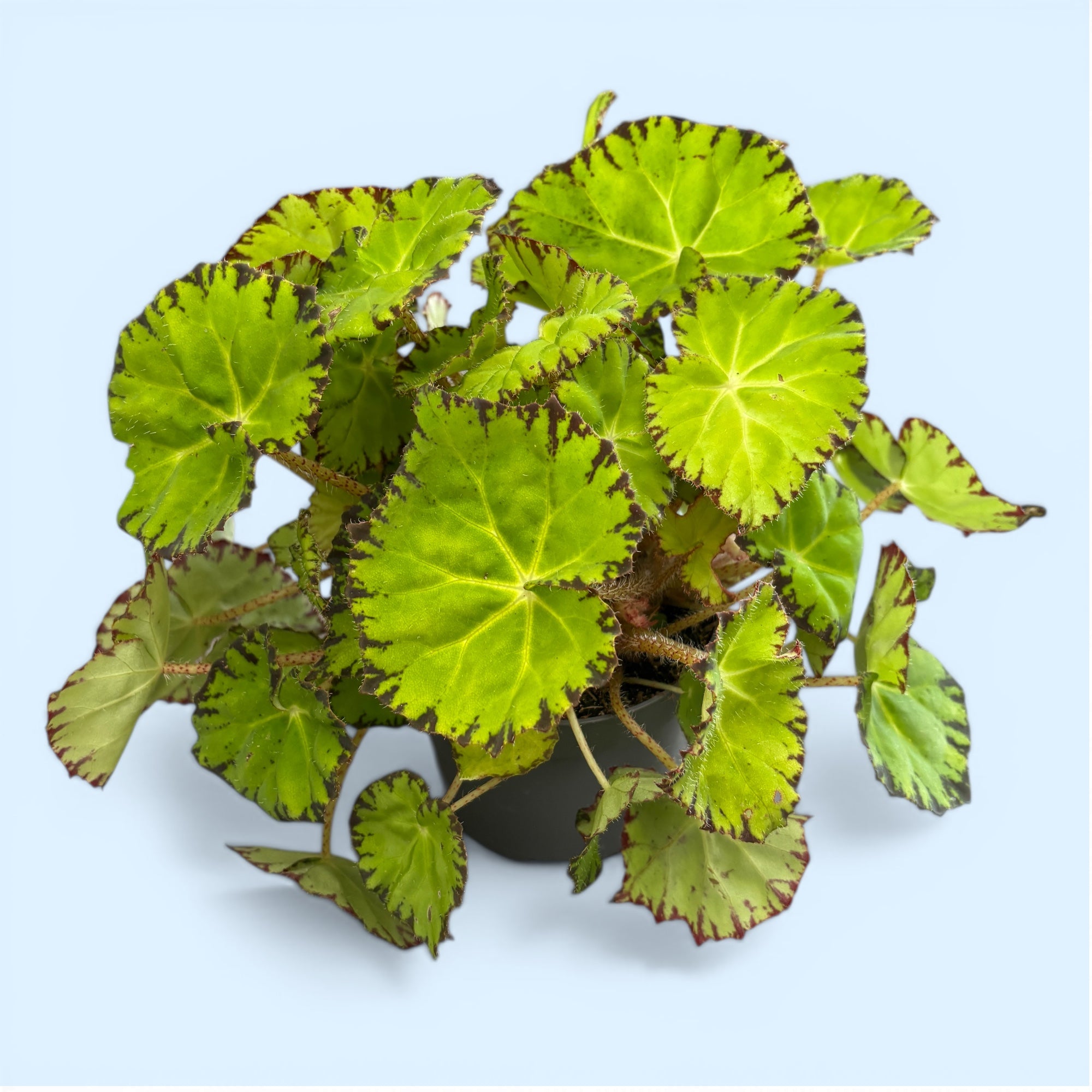 Begonia Lima Love