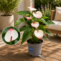 Anthurium 'Karma Lipa Pink '