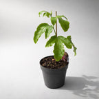 Passiflora edulis - szerelemvirág, maracuja (ehető gyümölcs) - fiatal példányok