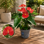 Anthurium ‘Karma Red'