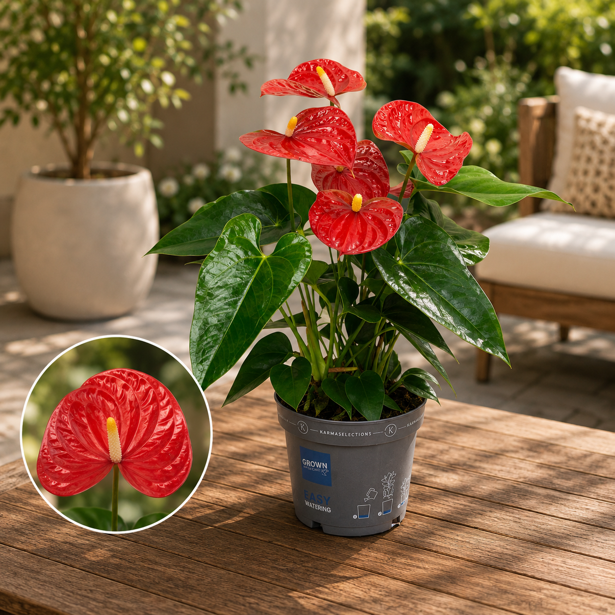 Anthurium ‘Karma Red'