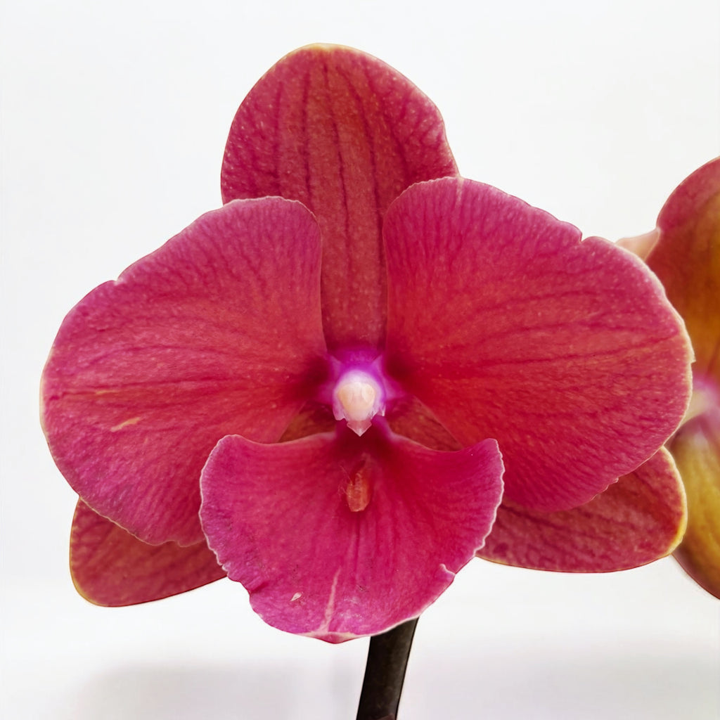 Phalaenopsis Charming Salmon '1320' (Grande Lèvre)