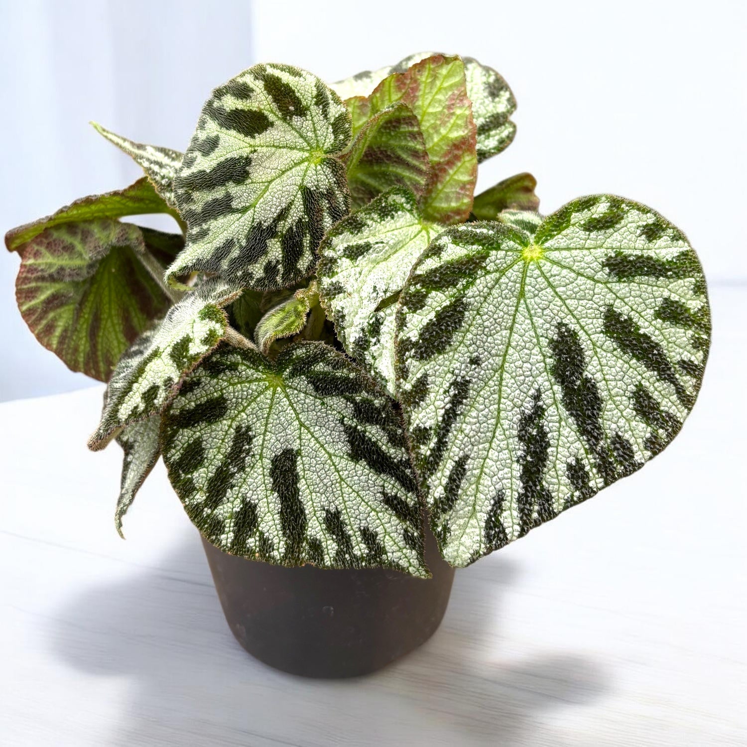 Begonia Silver Jewel - metallic blad en luxueuze uitstraling