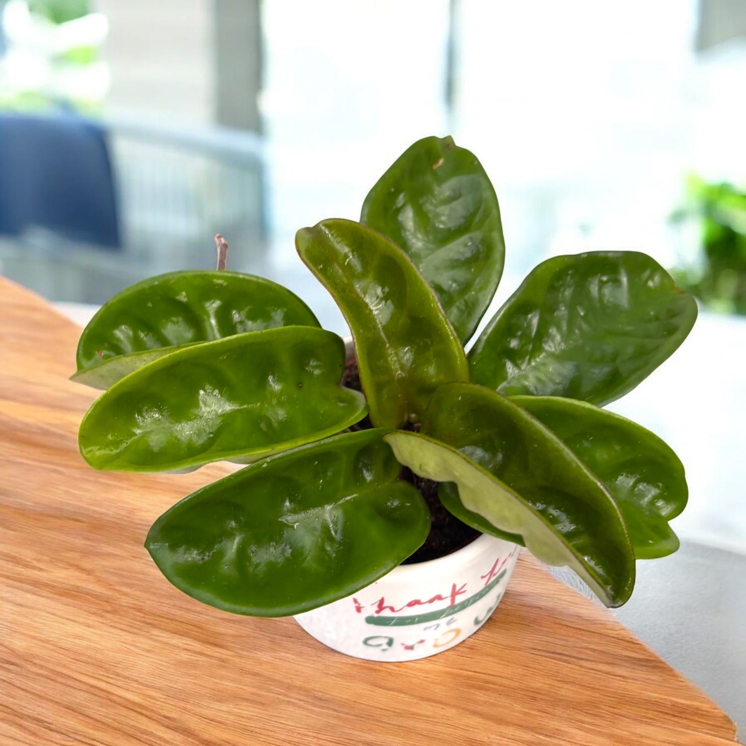 Hoya carnosa 'Krinkle 8' - parfum de ciocolata