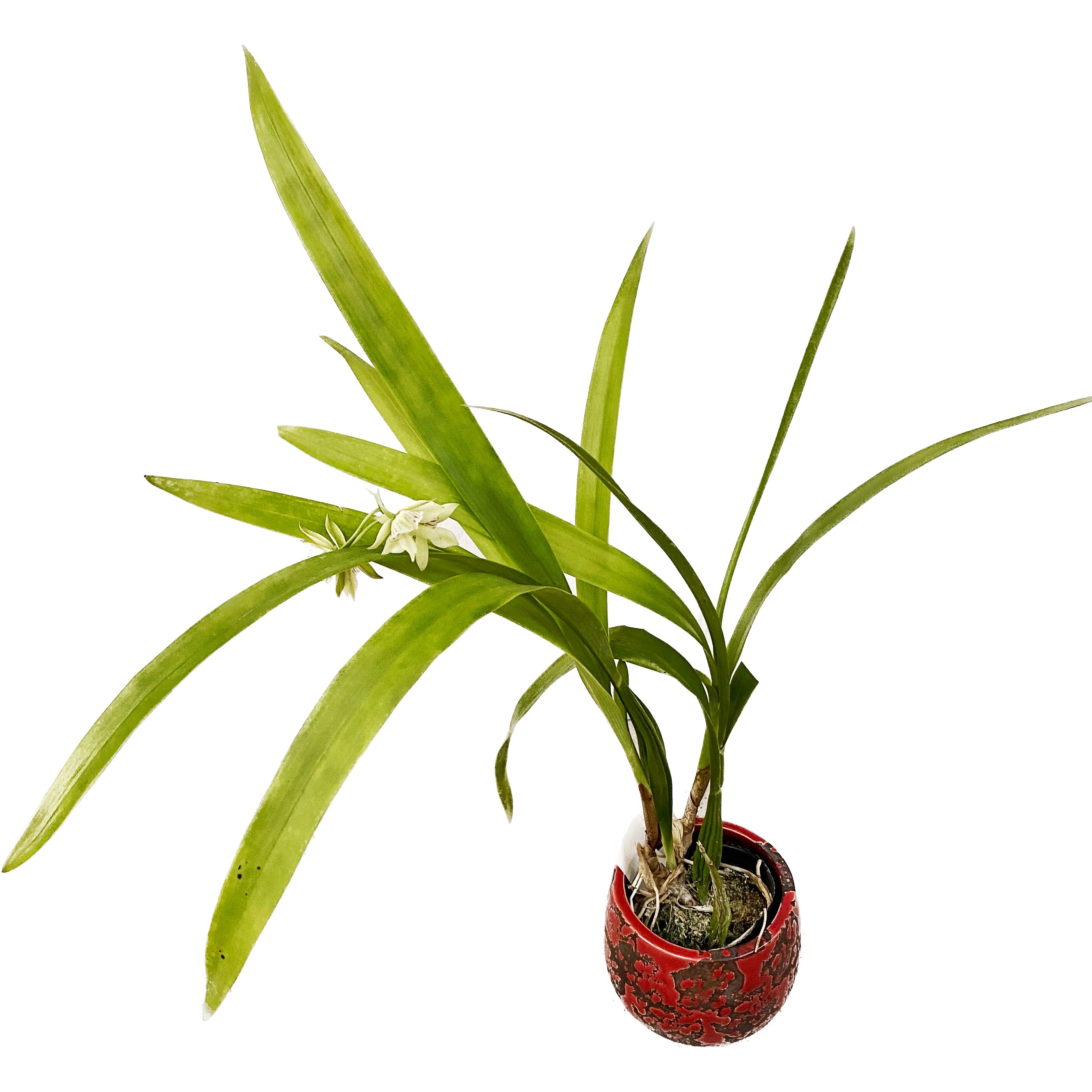 Encyclia radiata