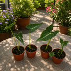 Alocasia micholitziana ‚Frydek Tattoo‘ – Sammler-Alokasie