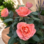 Rosa 'Souvenir' (Grande Kordana) - trandafir pitic cu flori mari somon-roz