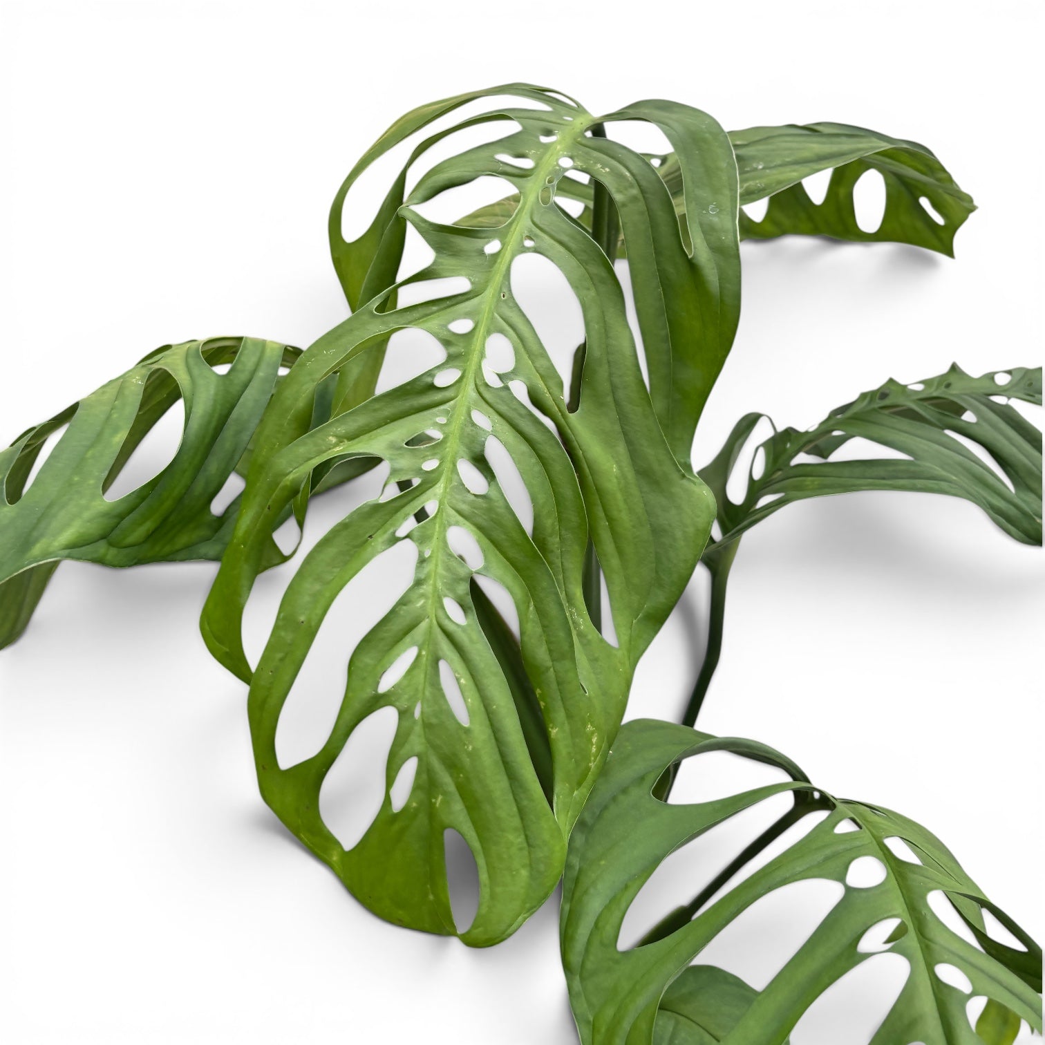 Monstera esqueleto - monstera rara cu frunze uriase si perforatii spectaculoase