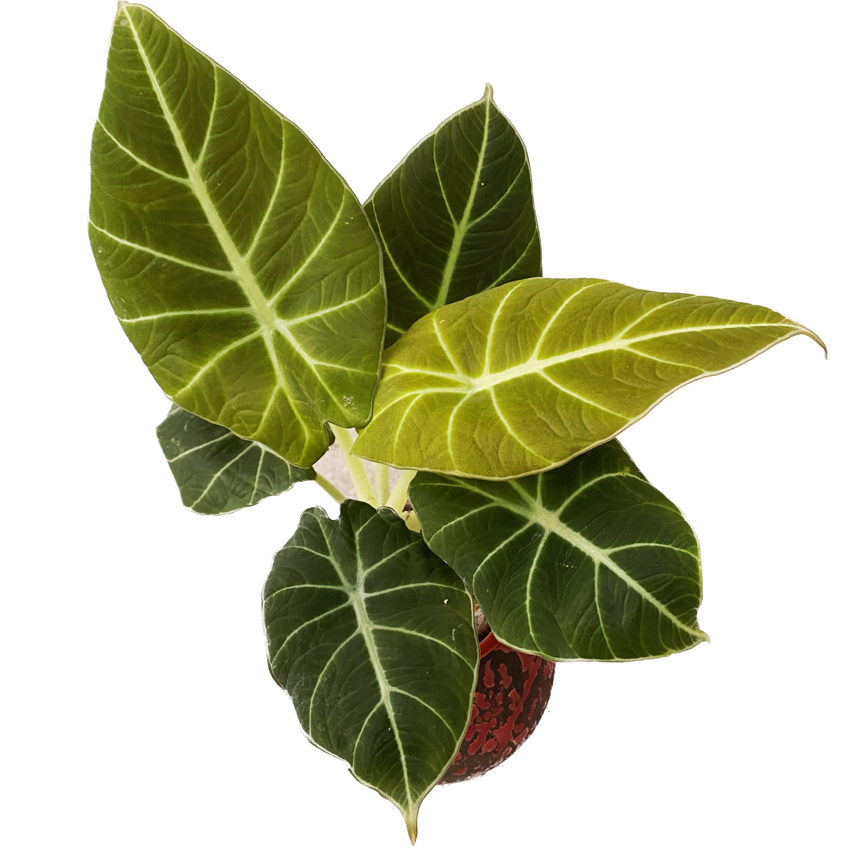 Alocasia reginula 'Green Velvet'