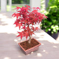 Bonsai-Ahorn