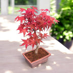 Bonsai-Ahorn