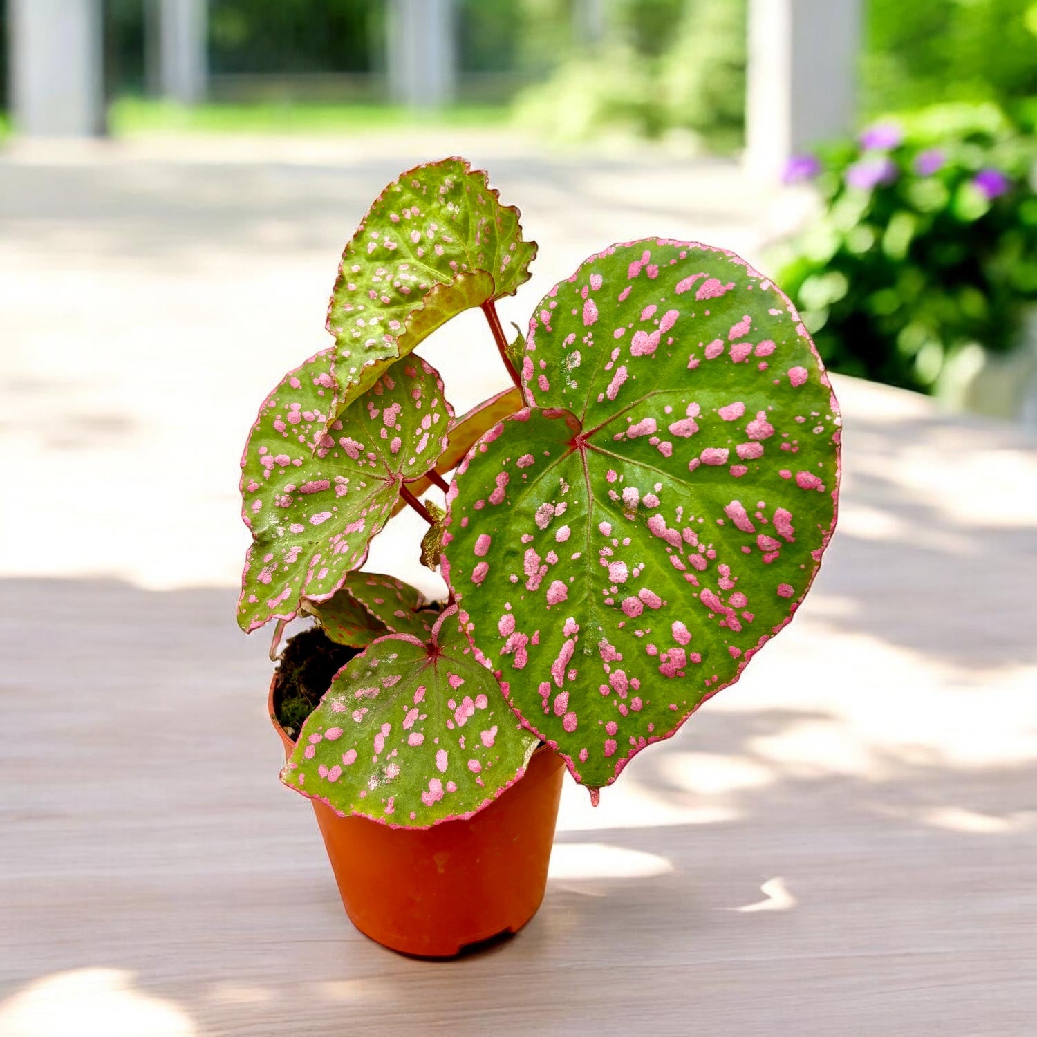 Begonia sp. Muara Waha