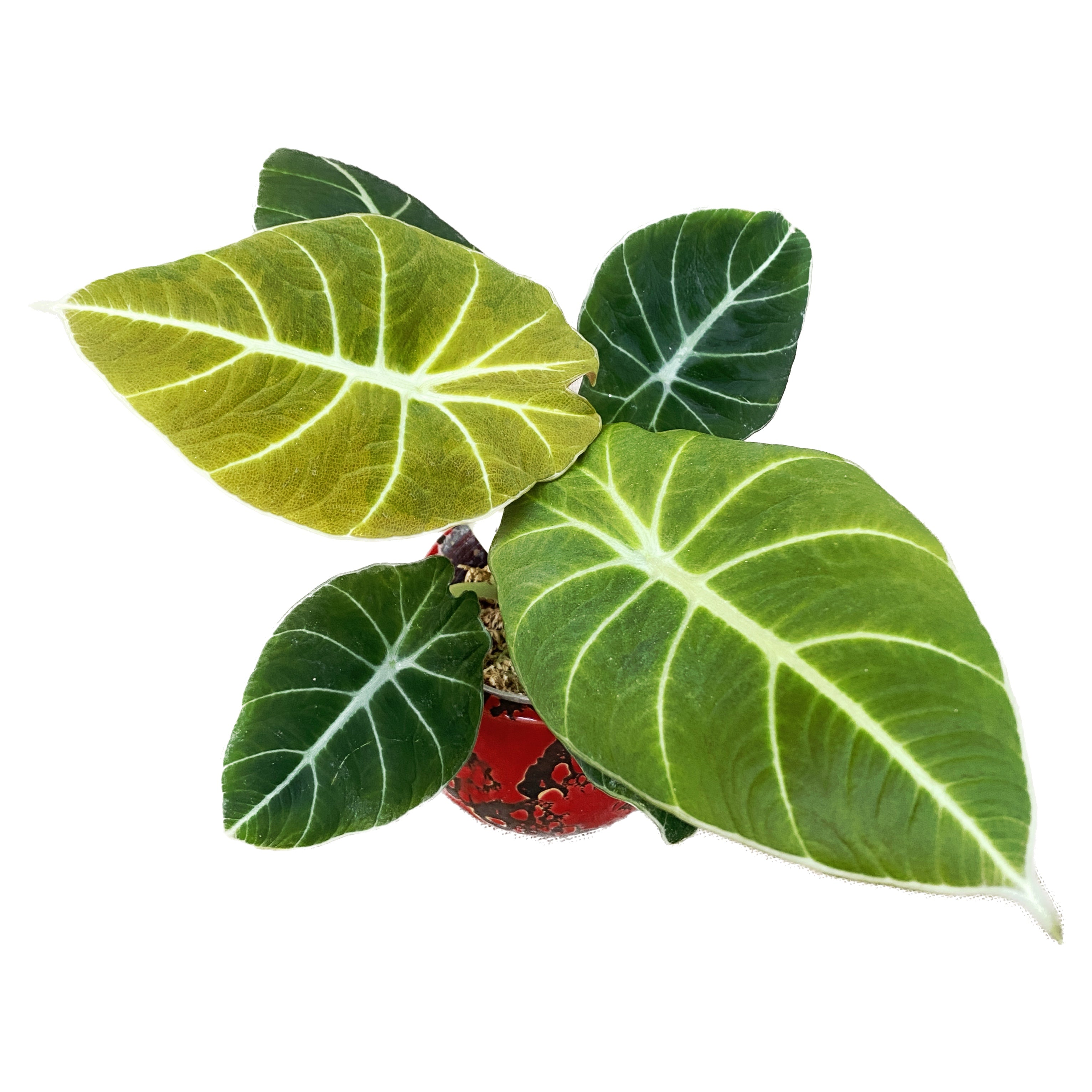 Alocasia reginula 'Green Velvet'