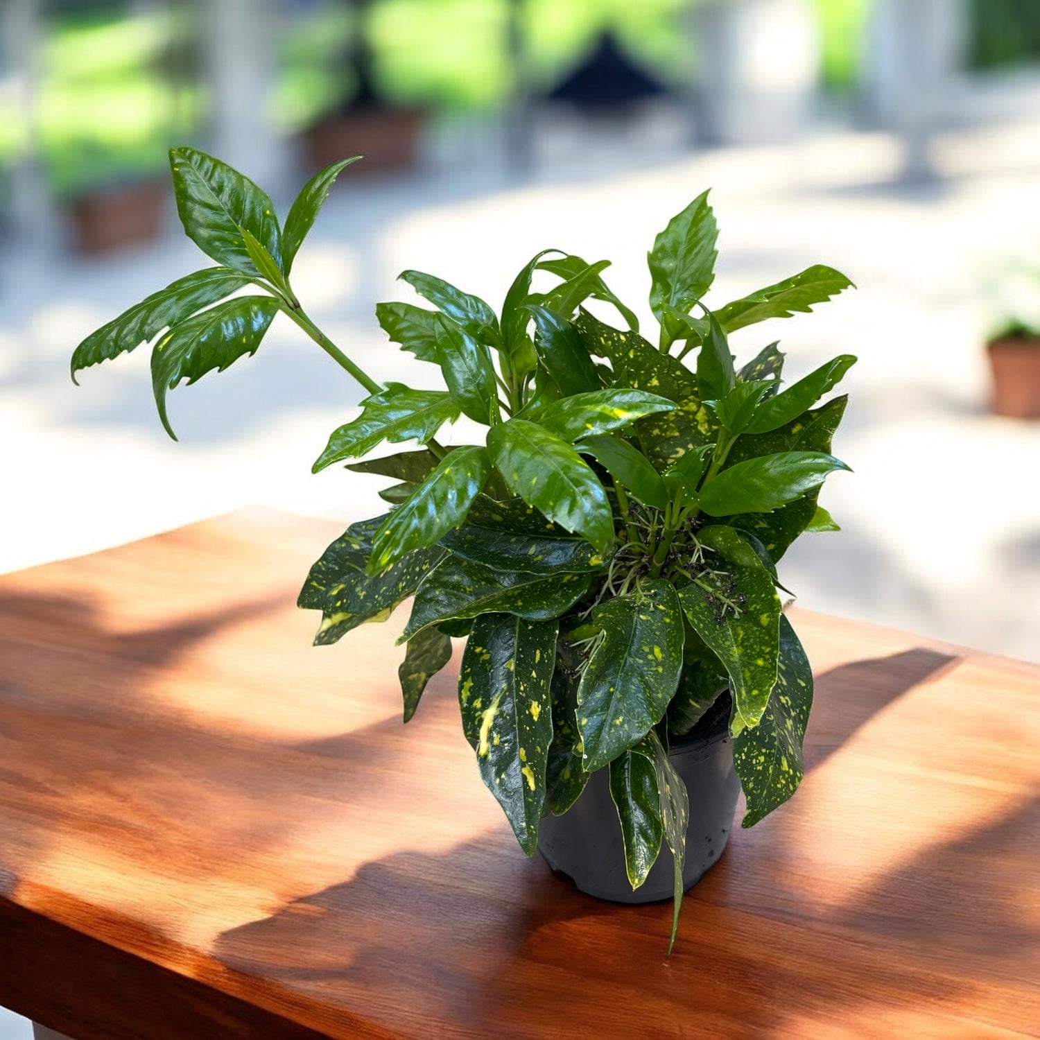 Aucuba japonica 'Variegata' (Drzewo złote)