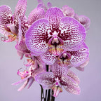 Phalaenopsis Andorra