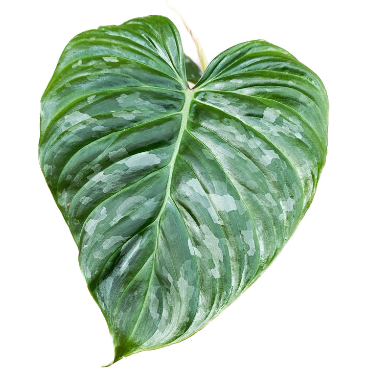 Philodendron Majestic